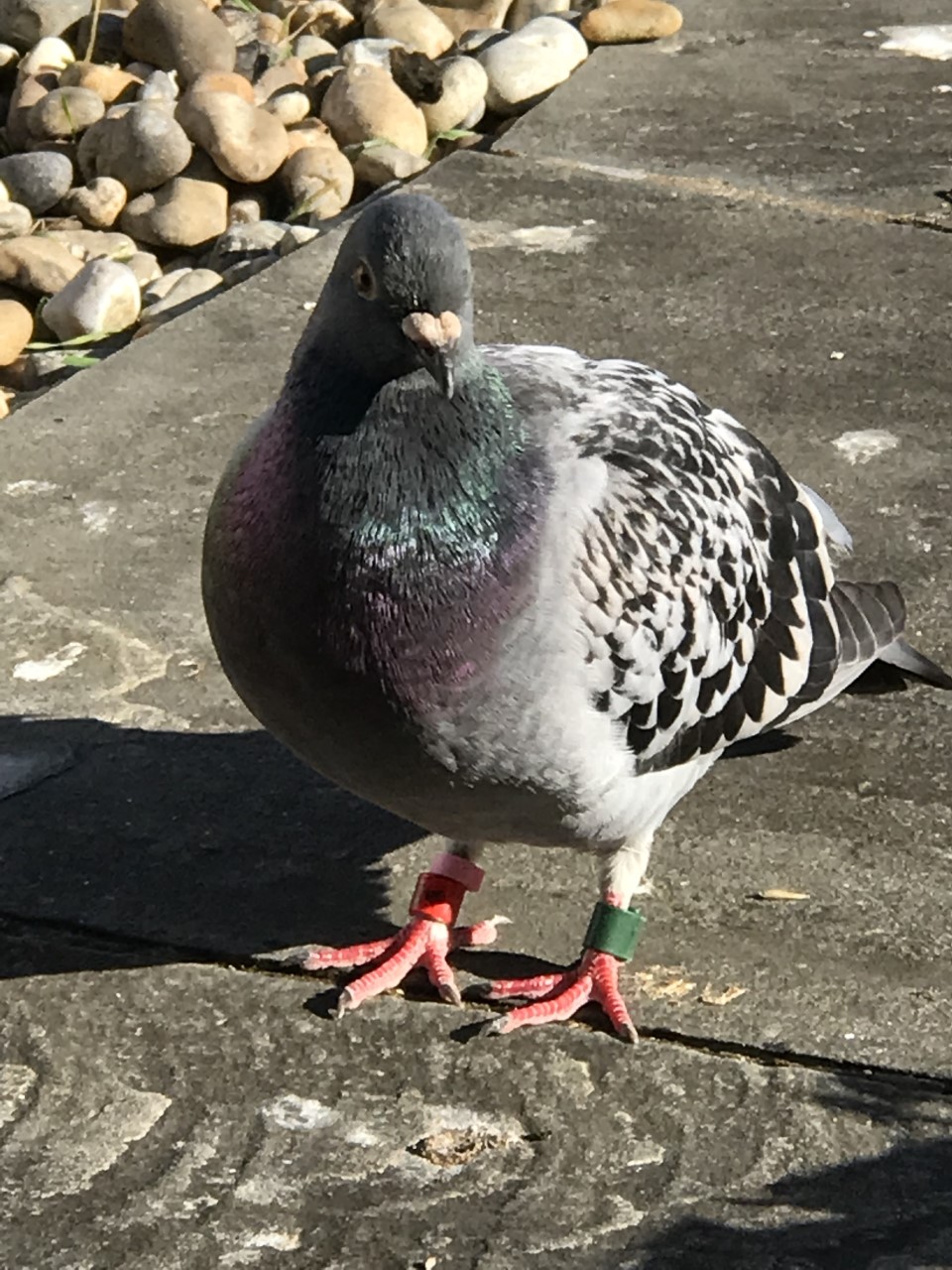 pigeon 22-421